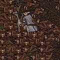 Thumbnail for version as of 20:12, 14 January 2009